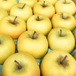 農薬5割減＆有機肥料栽培のシナノゴールド　青森県特別栽培認証取得りんご