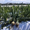 今しか味わえない！葉玉ねぎ★2ｋｇ前後　淡路島から