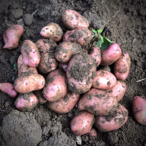 【松島産】赤じゃがいも