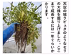 セリ 強い香りとギシッとした歯応え