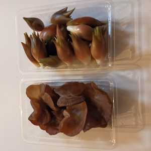 青森県産　原木アラゲキクラゲとミョウガのセット