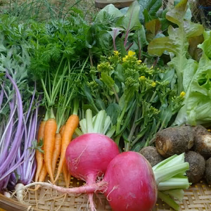 ［単便］九州の旬の野菜８品セット(常温出荷)