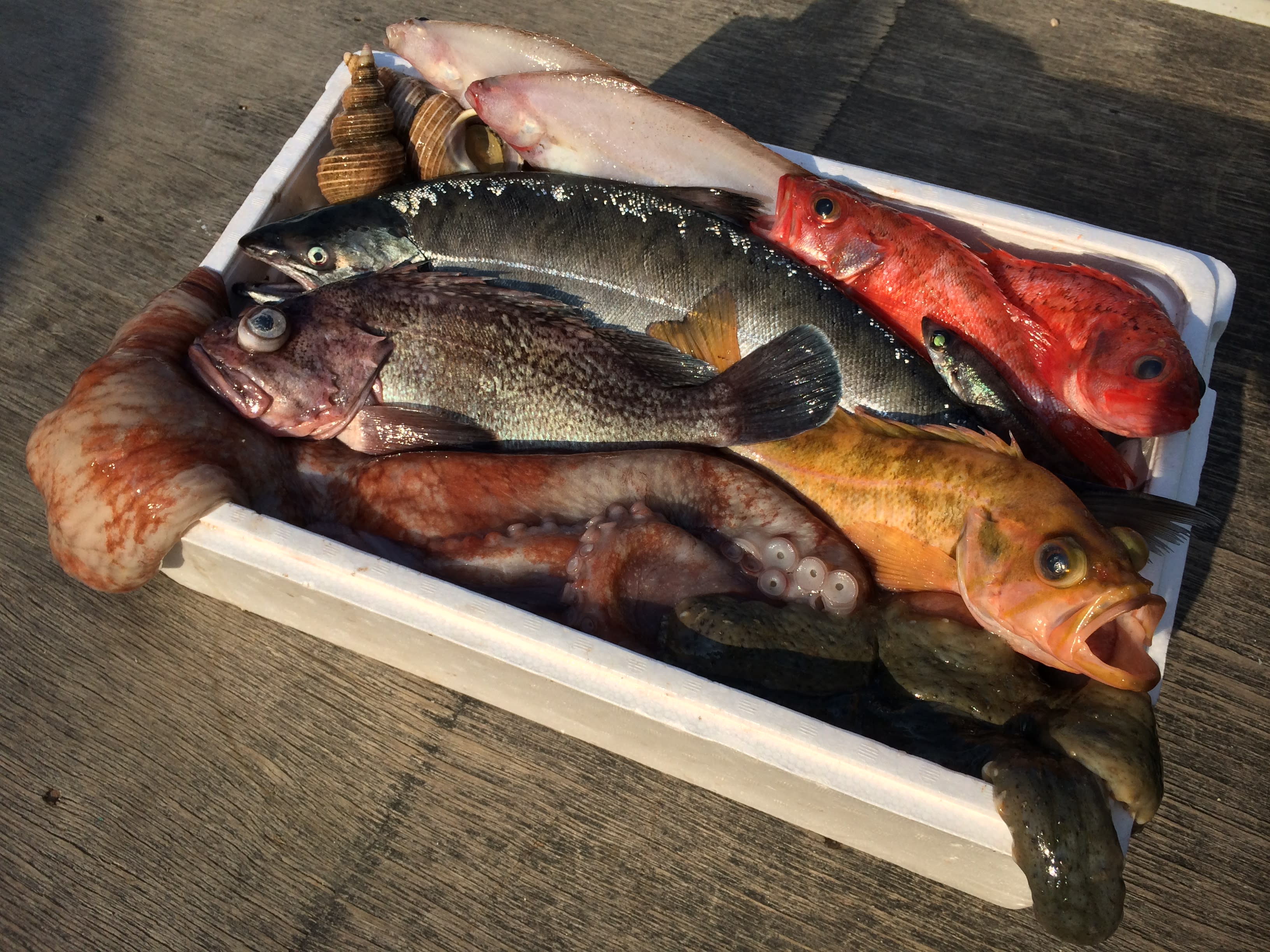 お魚をこよなく愛する貴方へ 私からの純情詰め合わせ おまかせ魚介類セット 農家漁師から産地直送の通販 ポケットマルシェ