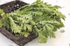 サラダ春菊（菊菜）　キロ売り★業務用
