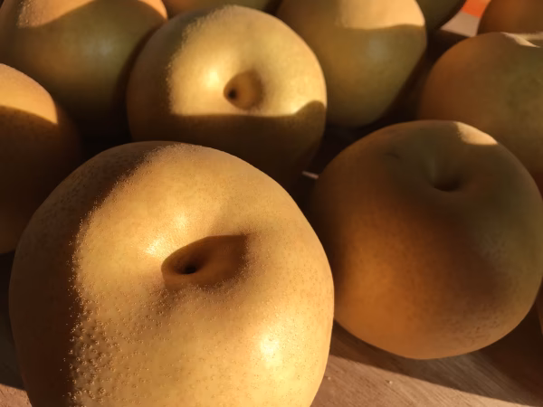 家庭用小ぶり新高梨　3キロ箱6個から8個入り　