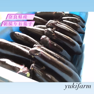 艶ピカべっぴんお茄子　10本入