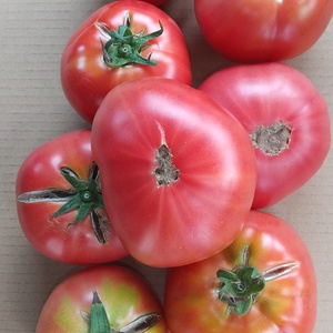 ホント、真っ赤に熟した（熟しすぎた）B品トマト。およそ４ｋｇ、２１８０円