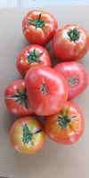 ４月までとはだいぶ違う？　B品トマト。およそ４ｋｇ、２１８０円