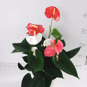 アンスリウム　3色mix植え