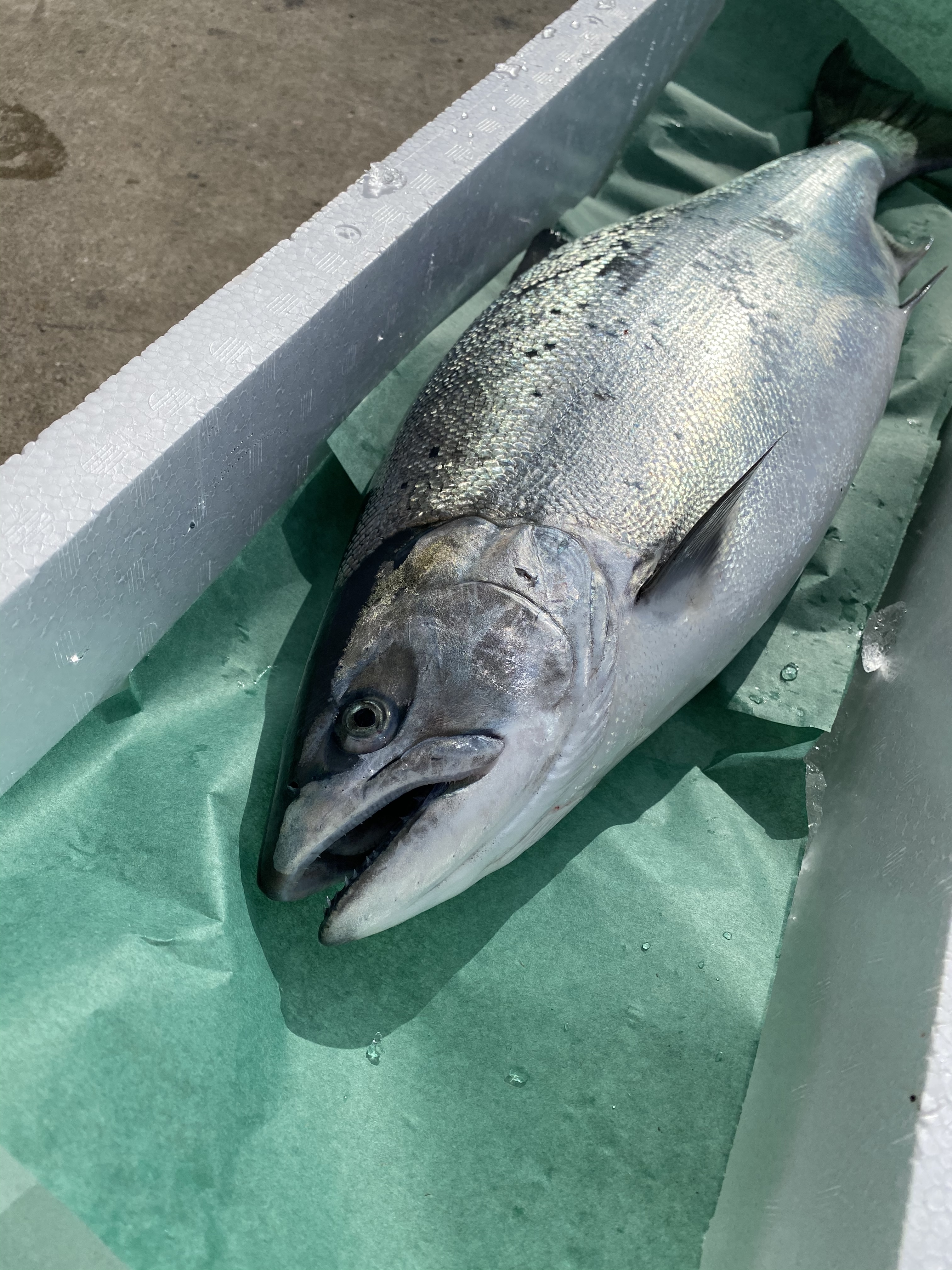 天然 サクラマス 約2kg 活け締め 農家漁師から産地直送の通販 ポケットマルシェ