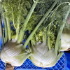 フェンネル / fennel