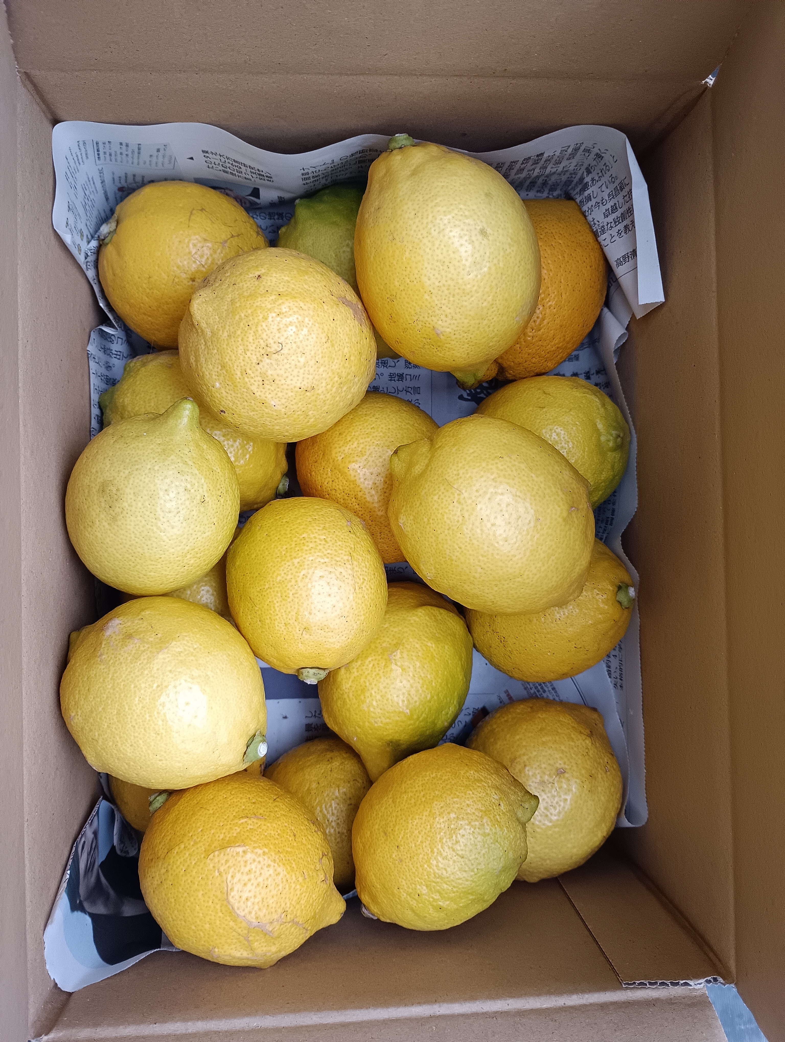 皮も使える広島県産レモン 訳ありの三級品 2kg(約20個入)即日発送可能