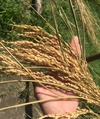 お得　無農薬玄米使用　玄米ヌードル100ｇ×10袋