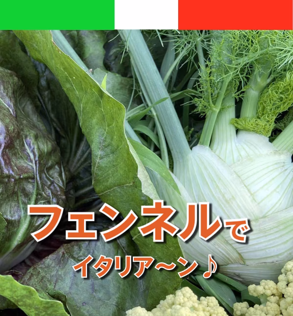 フェンネル+ホワイト六片+季節の野菜のセット