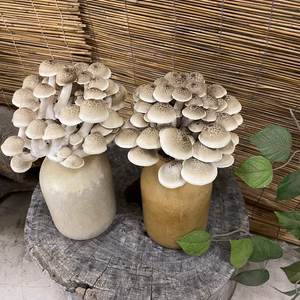 歯応えぷりぷり！信州産無農薬しめじ6株