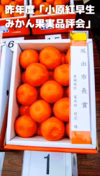 【一度たべてみませんか】奇跡の紅いみかん「小原紅早生」遂に登場！(S~M混合)