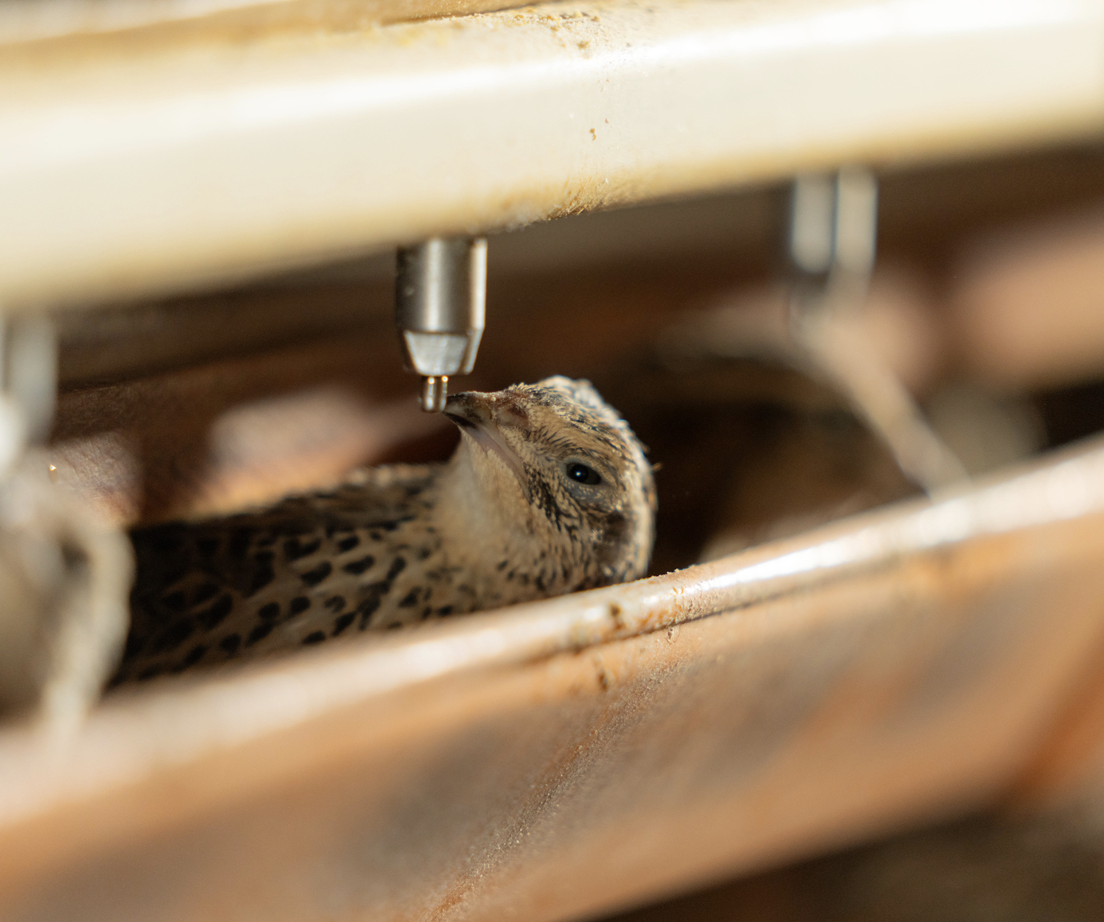 おちゃのみうずらの卵｜卵の商品詳細｜ポケットマルシェ｜産地直送で旬