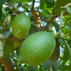香り広がる＊皮まで安心グリーンレモン１キロ