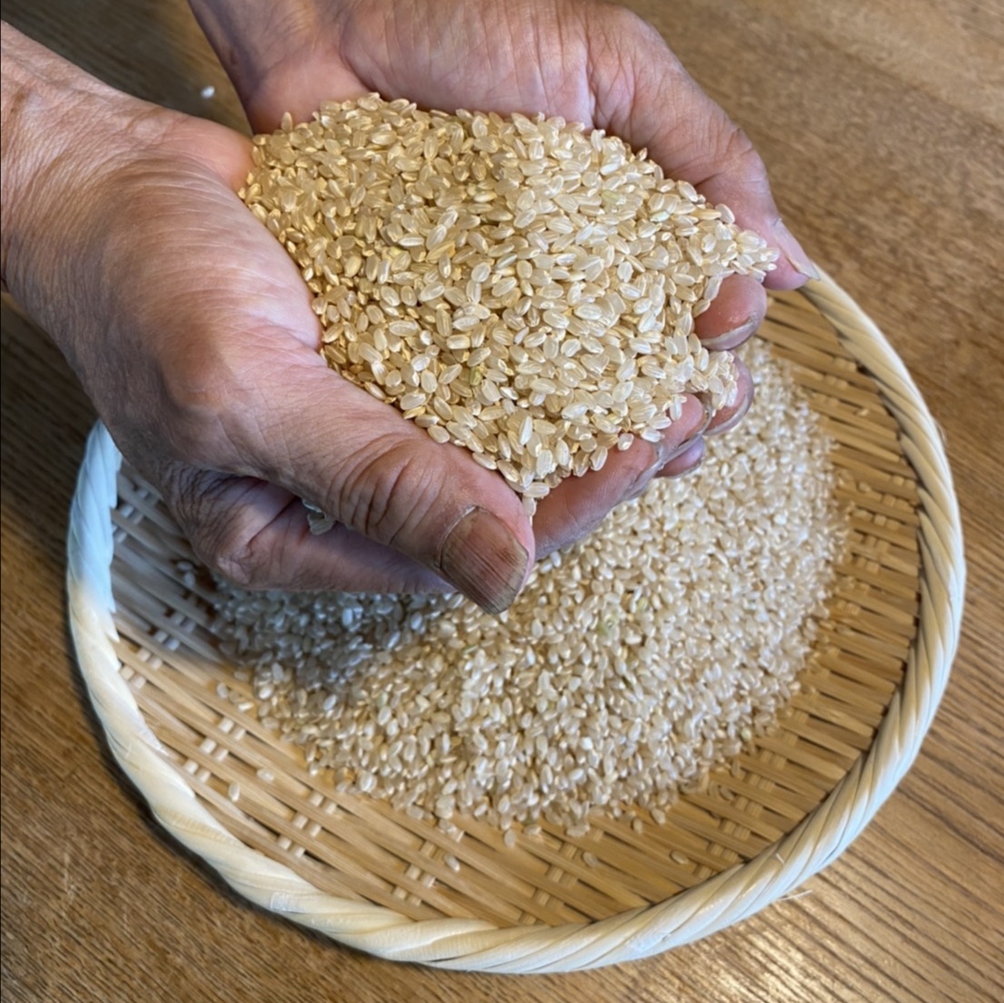 【即発送！】令和4年収穫 艶々美味しいコシヒカリ玄米