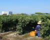 ⭐4月下旬～⭐朝穫れ❗「そら豆（さや付き）」