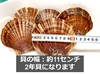【５月配送 予約販売】日本魚類の２年貝【3kg】【5kg】ヘラ付