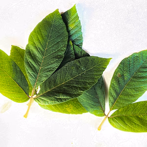 【お試し用】メグスリの木の葉 30枚