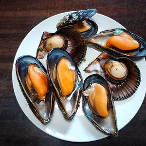 天然アカザラ、大型ムール貝詰め合わせ