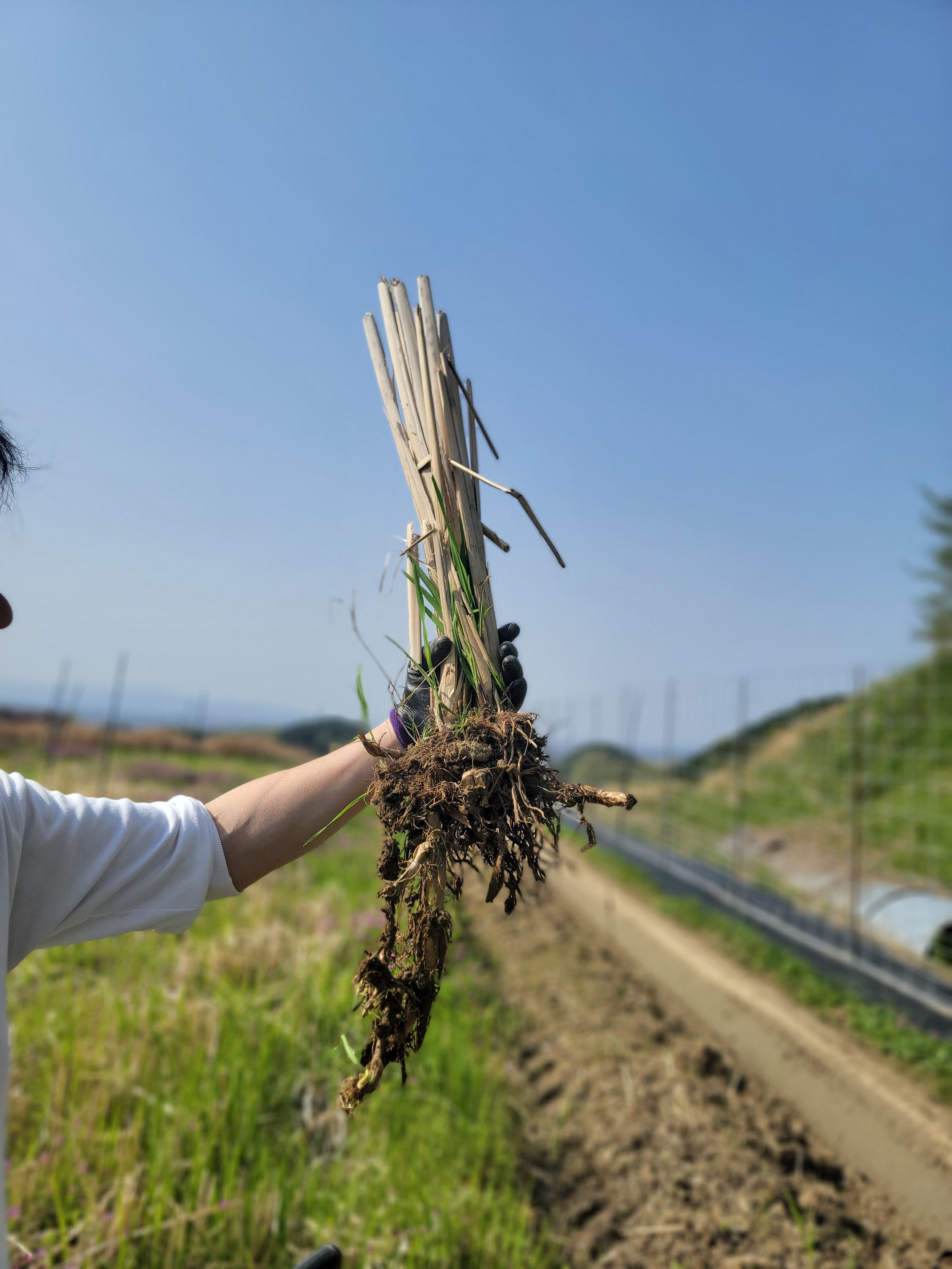 増量) 奈良県産・マコモダケの苗（農薬不使用・化学肥料不使用