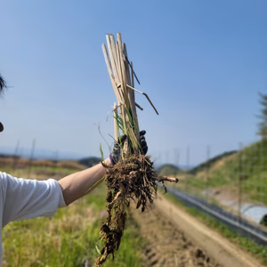 (増量) 奈良県産・マコモダケの苗（農薬不使用・化学肥料不使用）