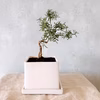 【食べられる盆栽】ローズマリー盆栽　サンタバーバラ (PS114)