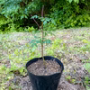 【天然物】山椒の苗木 1ポット ご家庭で簡単に栽培