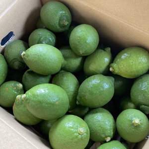 国産レモンA品(県指定特別栽培)