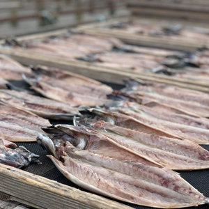 天日干し鯖【サバ】の開き