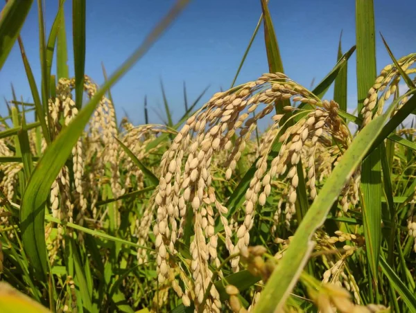 ★新米予約★【自然栽培米】玄米 4.5kg 福岡県産 令和元年度米