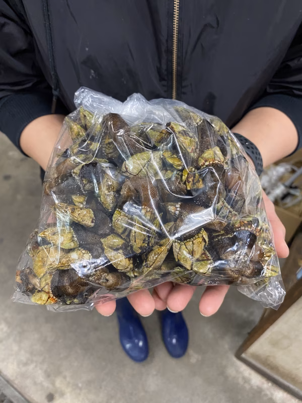 激レア珍味！カメノテ！