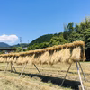 新茶　2025年産　三重県熊野産　天日干し　無農薬六条麦茶