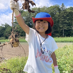 フライドポテトに最適！『トヨシロ』さん【栽培期間中 肥料・農薬・たい肥不使用】