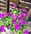 ビオラ可愛い花色ばかり集めた！花農家オススメ可愛い花色シリーズ10苗