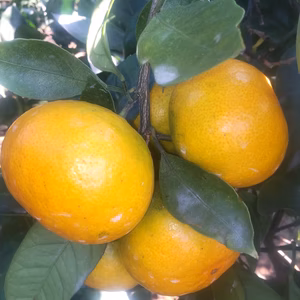 お歳暮、贈り物に最適 広島産 いしじミカン良品 10kg