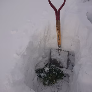 (関東以南発送用)クール便で発送、甘～い‼️ 雪下キャベツと雪下根菜セット‼️