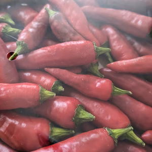 爽やかな辛さ　香川本鷹　唐辛子　500g