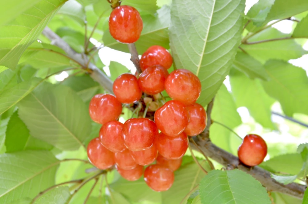 【先行予約】さくらんぼ『紅秀峰』甘くて大きくジューシー ！ギフトに人気高級品種✨