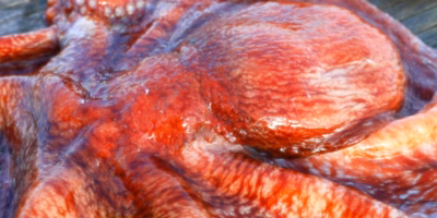 あらゆるタコを食べ尽くしたい！🐙今日から始める タコ のたしなみ