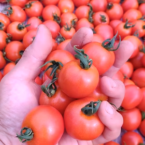 皮が柔らかくて食べやすい♪ 爽やかな甘みと旨みの薄皮中玉とまと【華小町】
