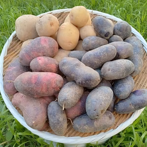 【訳アリ】無くなり次第終了！３種の自然栽培じゃがいも食べ比べセット（４キロ）