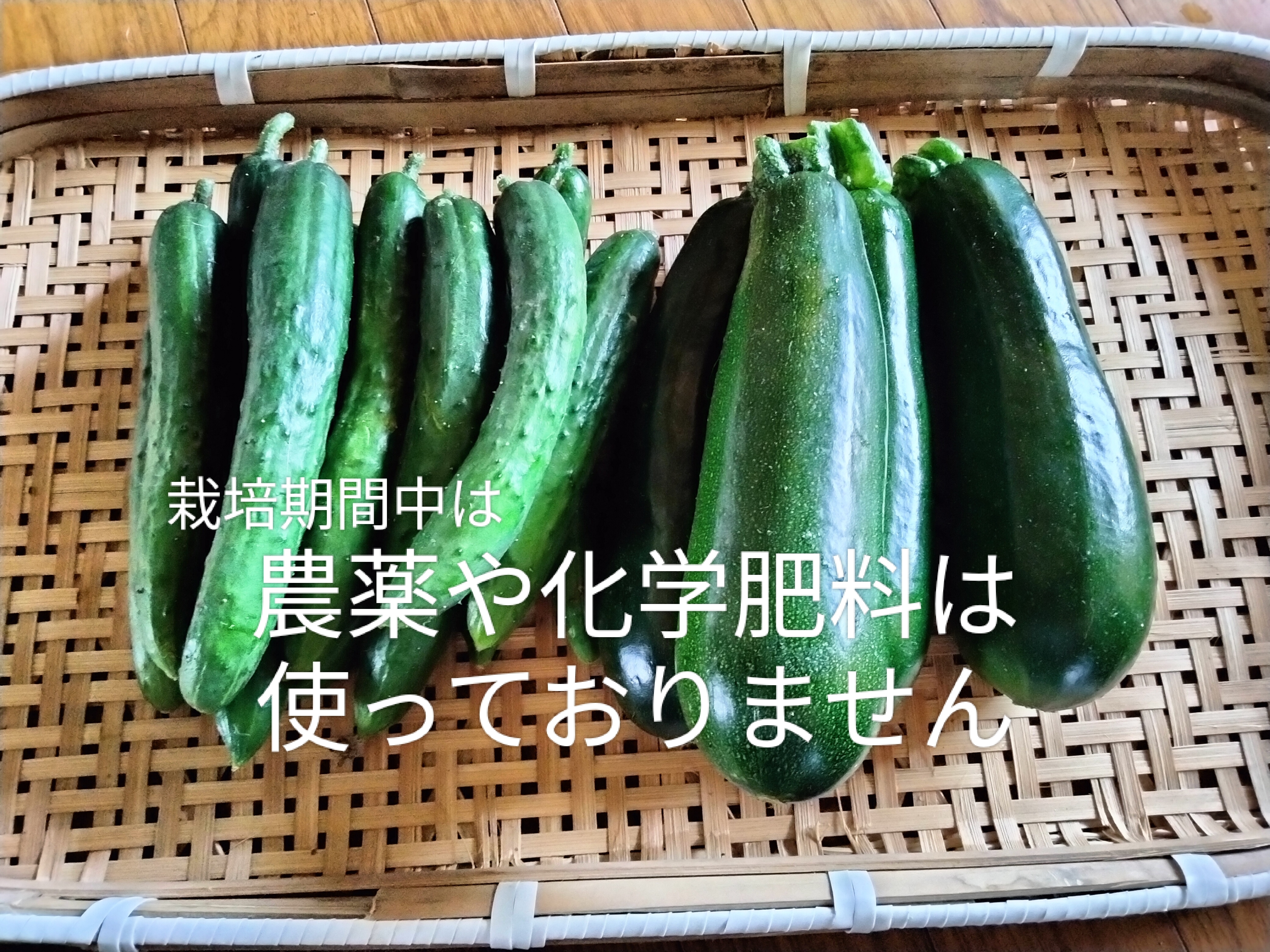 きゅうりとズッキーニ各1キロ 旬の野菜のおまけ付き｜きゅうりの