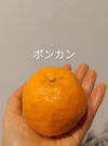 いい予感♡伊予柑とポンカンセット【農薬不使用】レモン付!