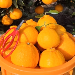 デコっと不知火『訳あり』　4kg（箱込）送料無料80