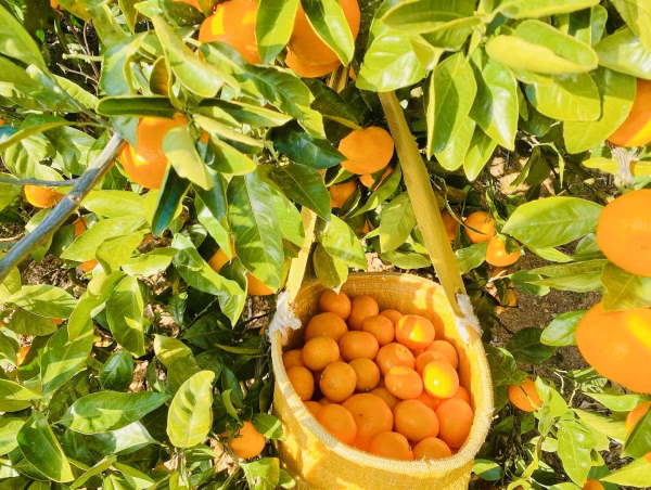 【冬の味覚・コク甘みかん❗️】愛媛県産みかん （5kg）大玉　ご家庭用