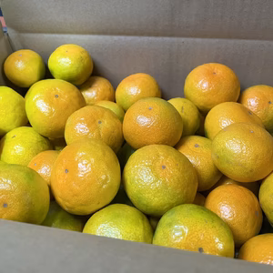 【爽やか全開！】極早生みかん“ゆら早生”(ご家庭用)#農カード付き